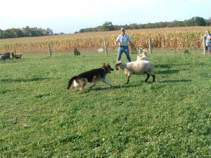 yogi-herding.jpg