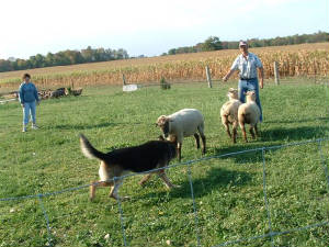 yogi-herding1.jpg