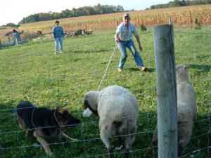 yogi-herding2.jpg
