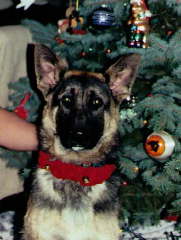 tugger4.jpg